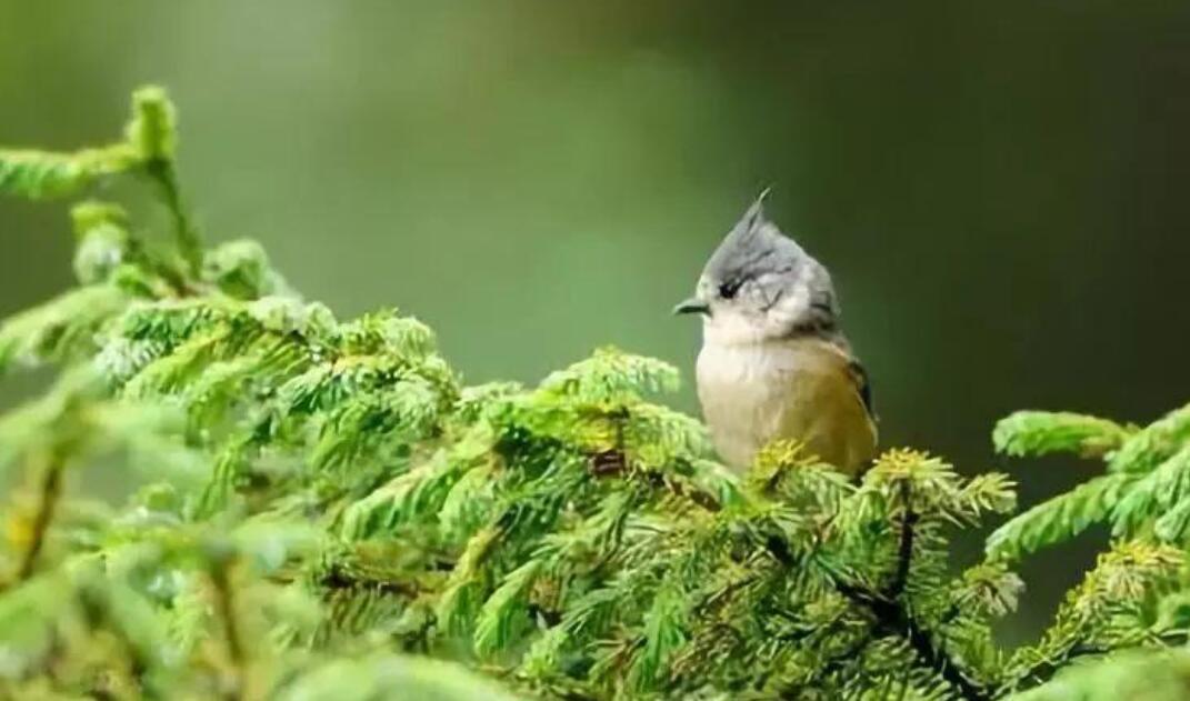 最后一只鸟.jpg 最后一只鸟.jpg