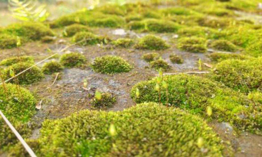 春的气息.jpg 春的气息.jpg