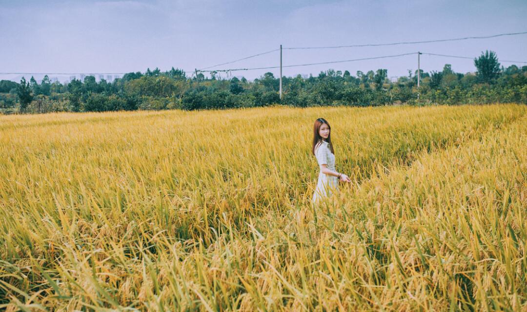 稻香.jpg 稻香.jpg