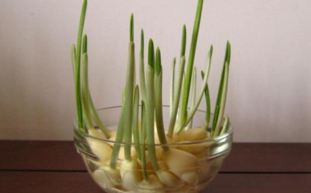 种大蒜.jpg 种大蒜.jpg