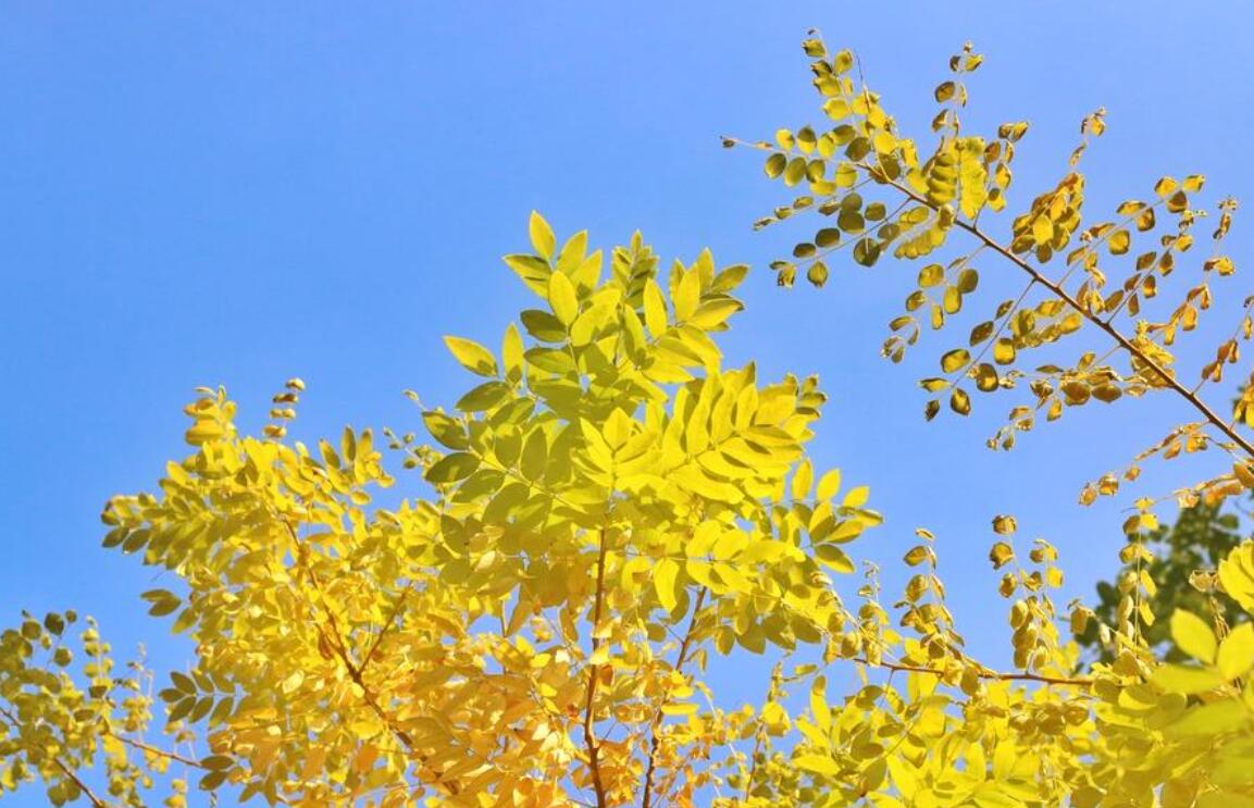 暖秋.jpg 暖秋.jpg