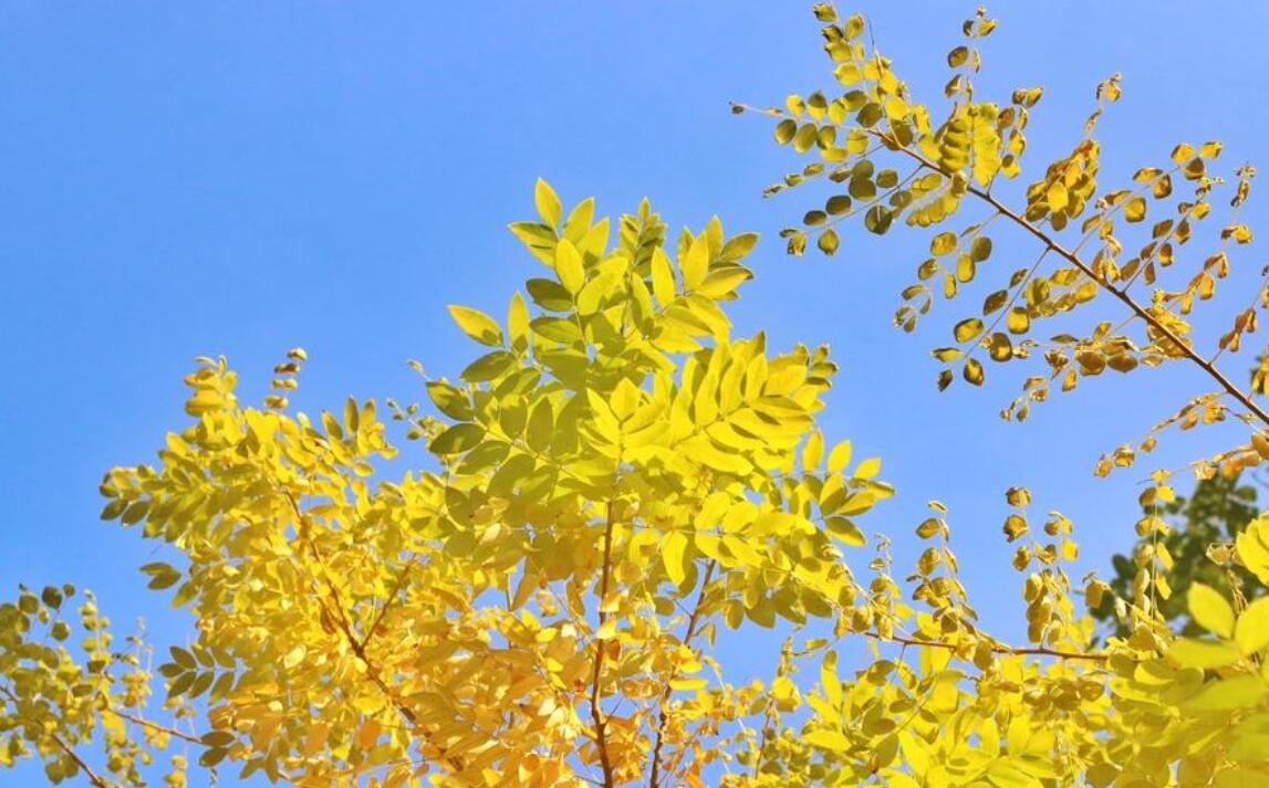 暖秋.jpg 暖秋.jpg