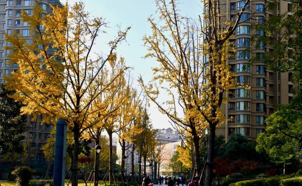 小区的银杏.jpg 小区的银杏.jpg