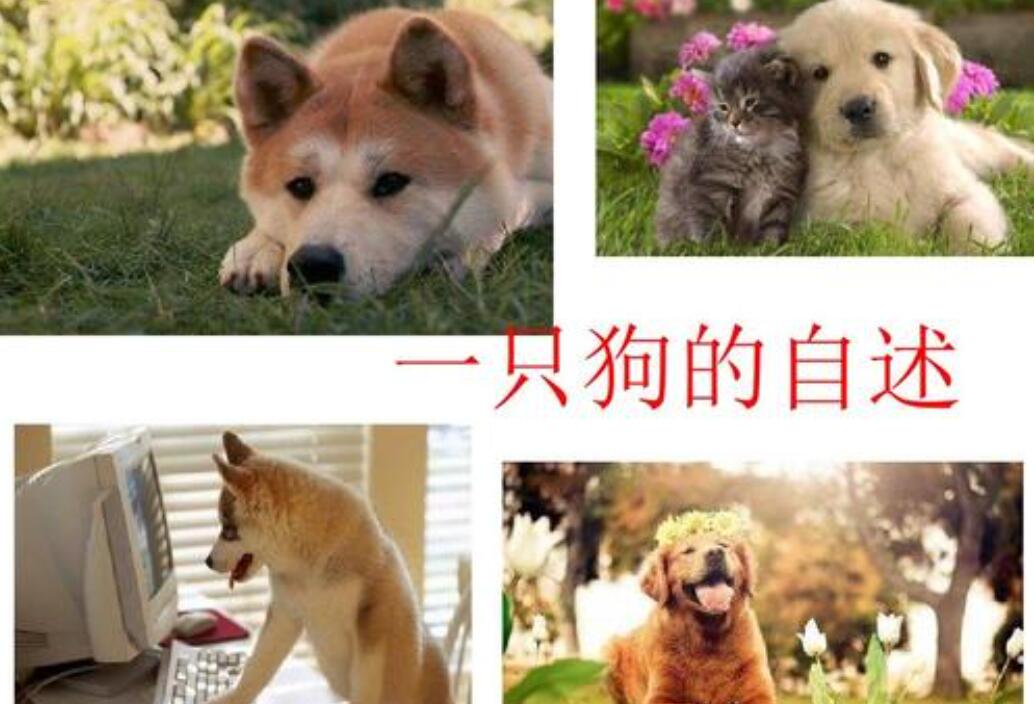 狗的自述.jpg