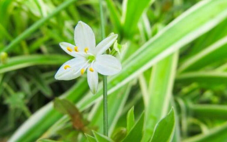 那一刻的绽放.jpg 那一刻的绽放.jpg