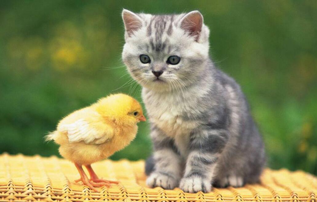我的动物朋友小猫.jpg