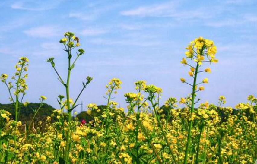 春来了.jpg 春来了.jpg