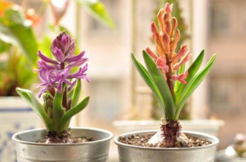 风信子生长记.jpg 风信子生长记.jpg