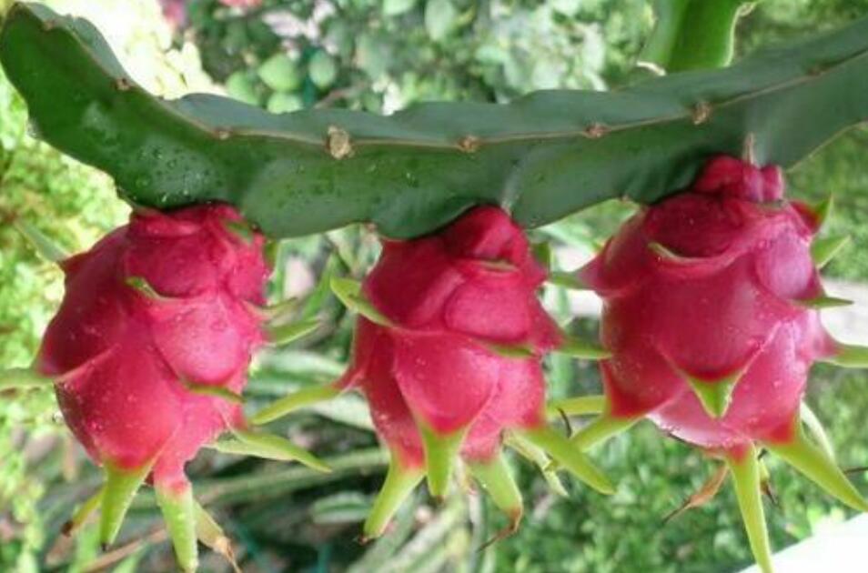 火龙果的自述.jpg 火龙果的自述.jpg