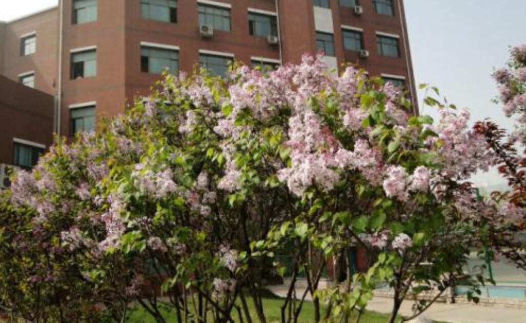 开满丁香的校园.jpg 开满丁香的校园.jpg