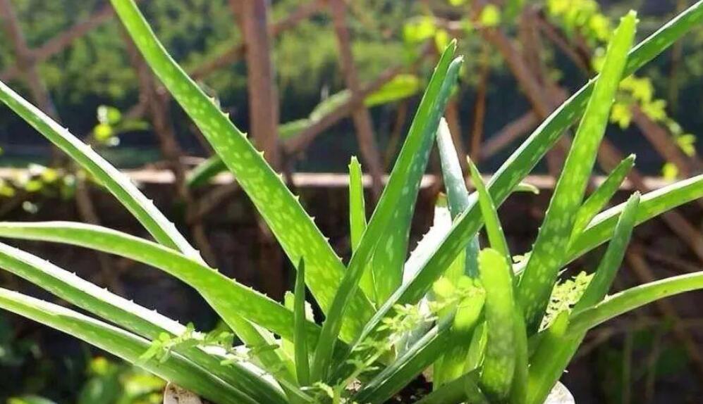 我的植物朋友芦荟.jpg 我的植物朋友芦荟.jpg