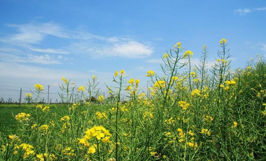 我的乐园乡下的田野.jpg 我的乐园乡下的田野.jpg