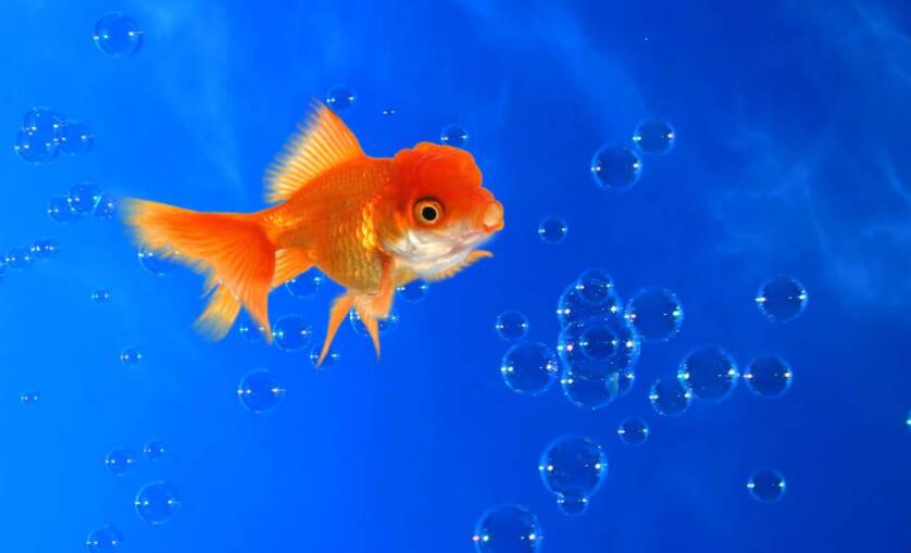 有趣的金鱼.jpg 有趣的金鱼.jpg