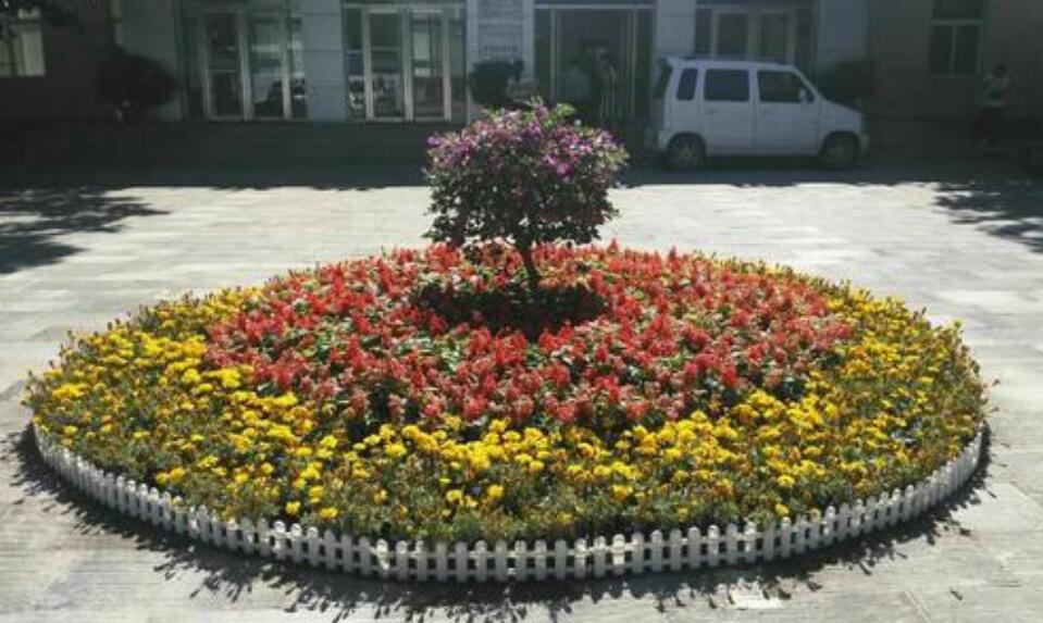 学校的花坛.jpg