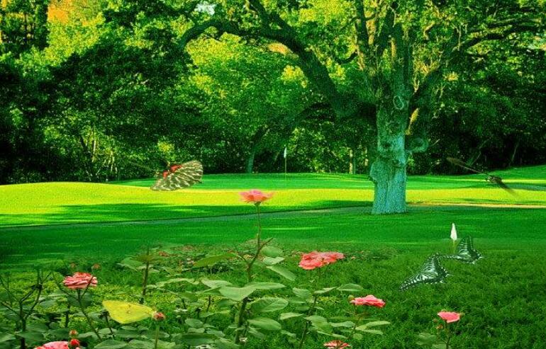 我的乐园小树林.jpg 我的乐园小树林.jpg