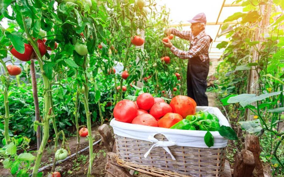 爷爷的菜园.jpg 爷爷的菜园.jpg