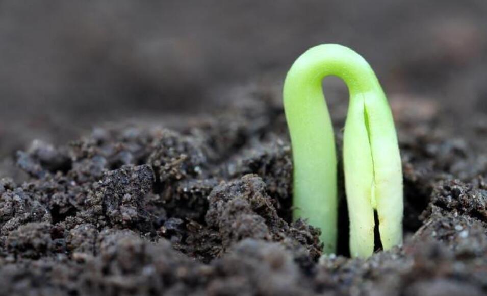 藏在心中的种子.jpg 藏在心中的种子.jpg