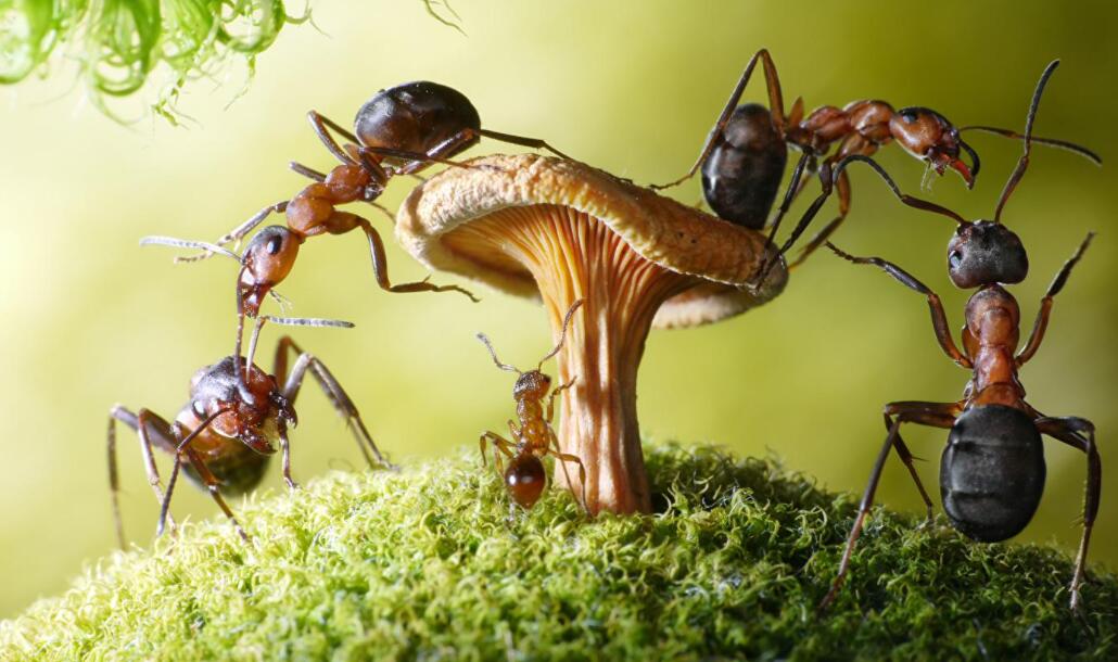 变大的蚂蚁.jpg 变大的蚂蚁.jpg