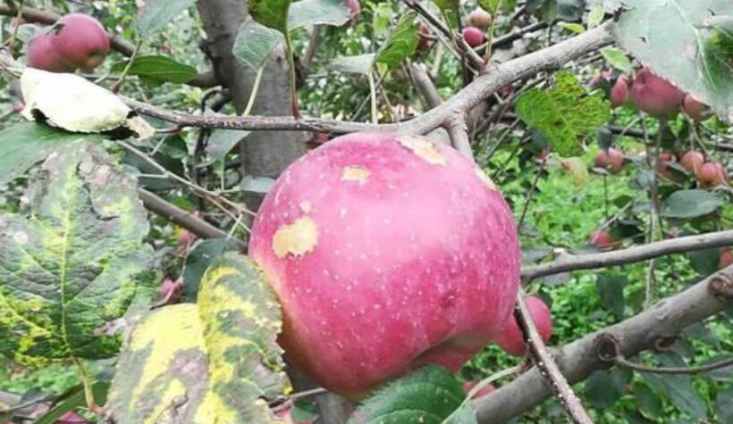 苹果的遭遇.jpg 苹果的遭遇.jpg