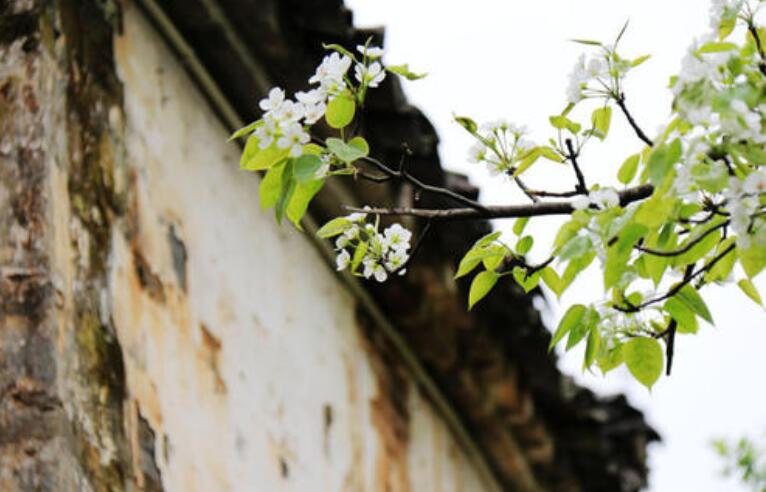 梨花风起正清明.jpg