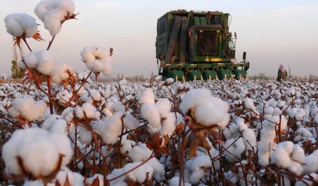 新疆棉花.jpg
