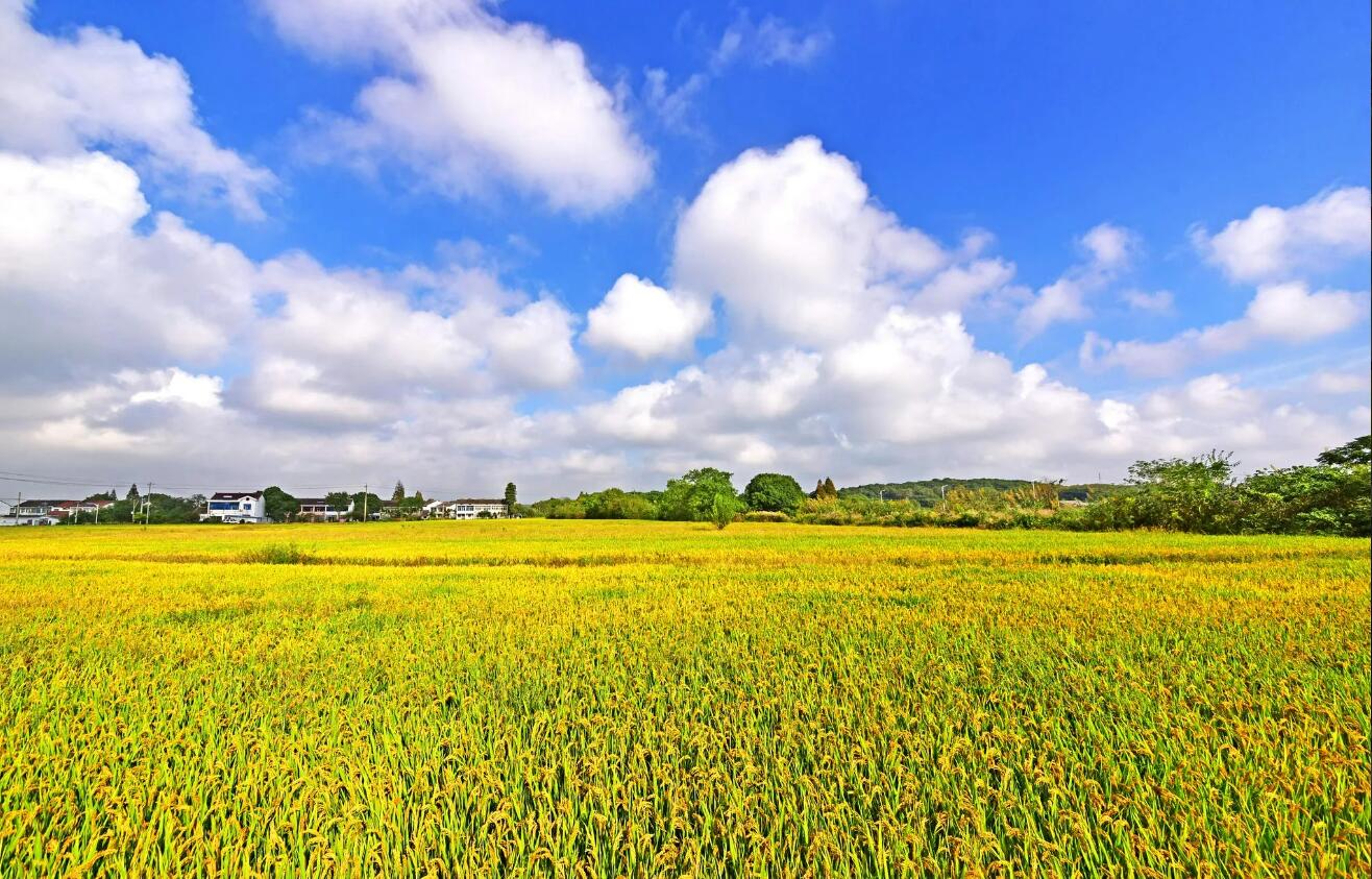 秋景.jpg 秋景.jpg