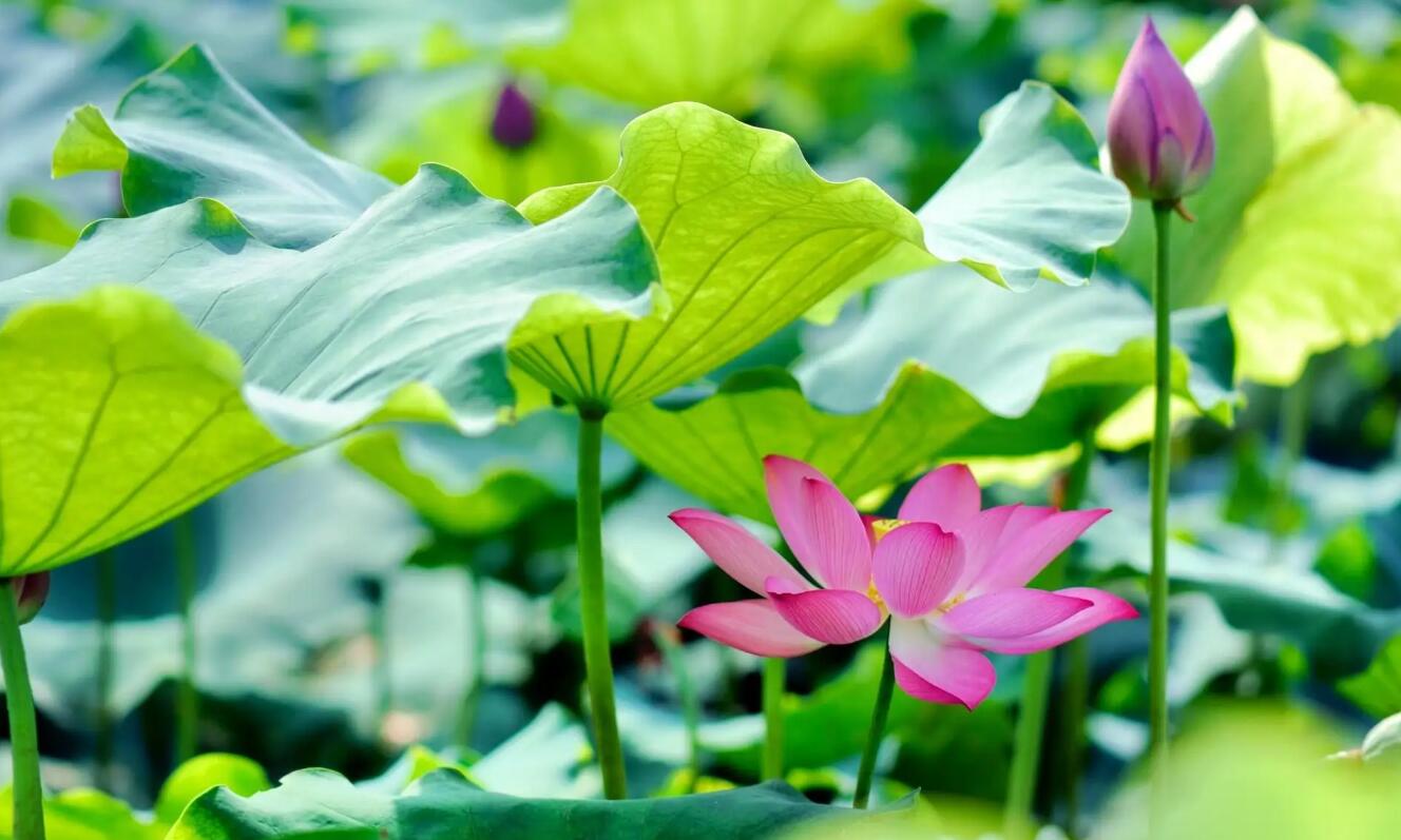 夏天.jpg 夏天.jpg