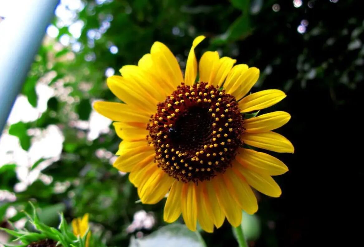 向日葵.jpg 向日葵.jpg