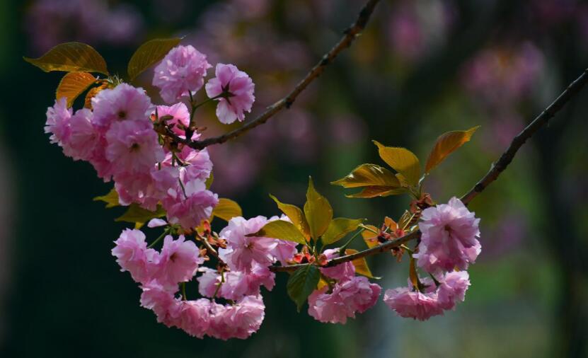 樱花赞.jpg 樱花赞.jpg