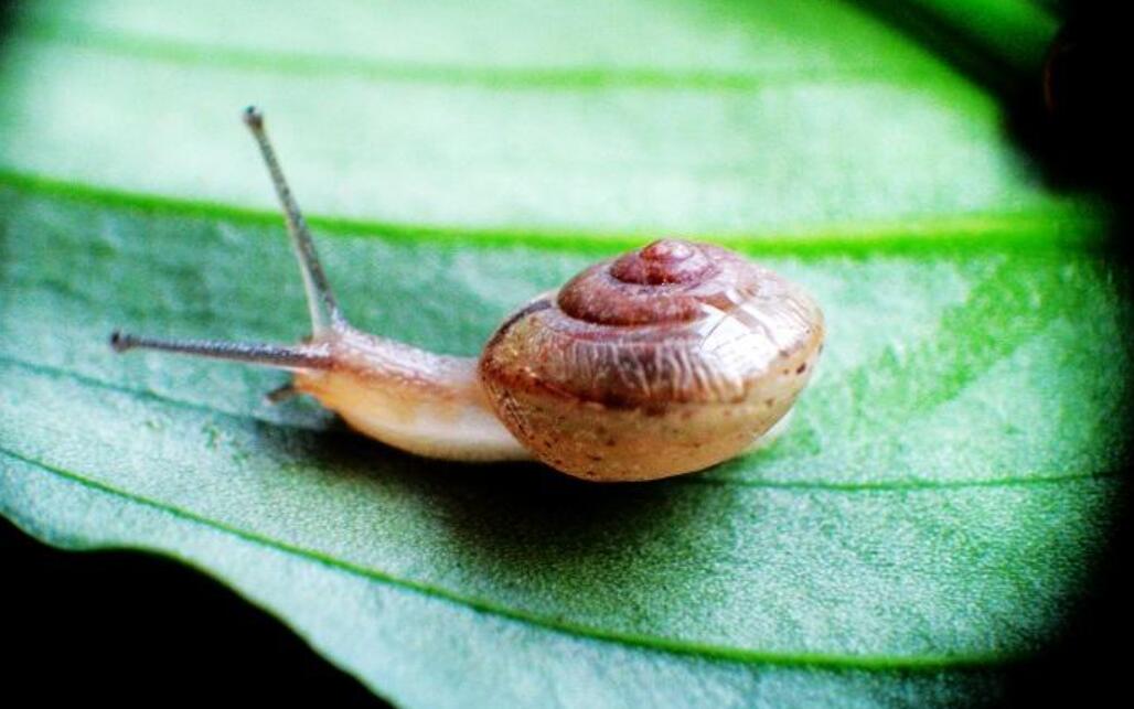 健步如飞的蜗牛.jpg 健步如飞的蜗牛.jpg