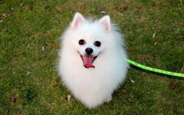 我家的可爱小狗.jpg 我家的可爱小狗.jpg