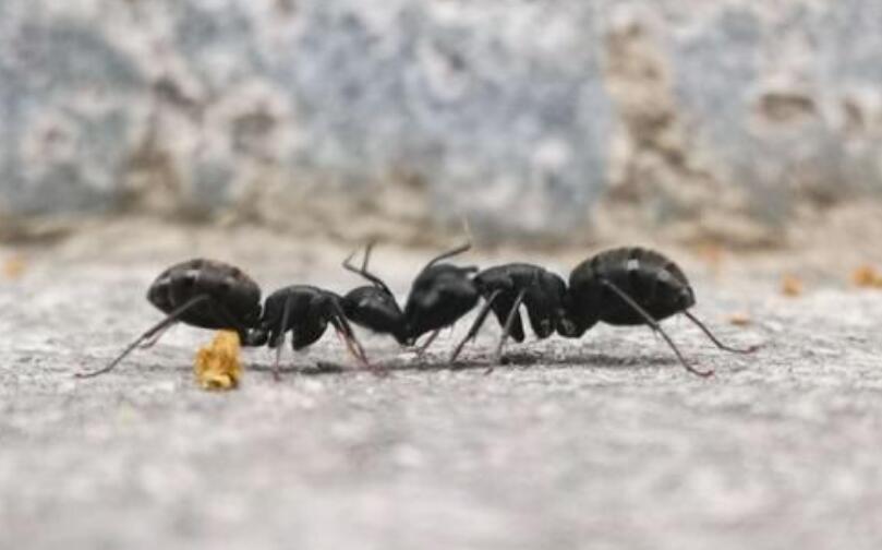 蚂蚁之战.jpg 蚂蚁之战.jpg