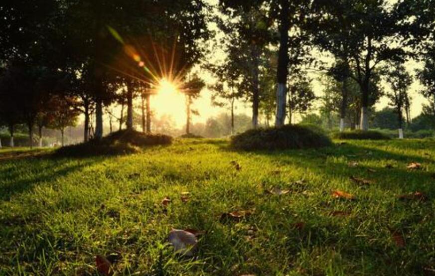 追逐那一缕阳光.jpg 追逐那一缕阳光.jpg