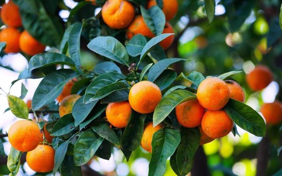 橘子.jpg 橘子.jpg