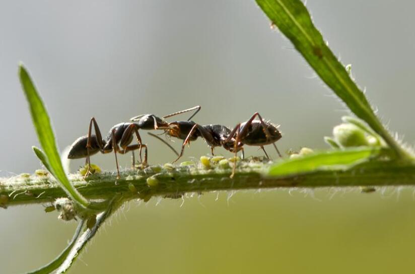 比树还大的蚂蚁.jpg 比树还大的蚂蚁.jpg