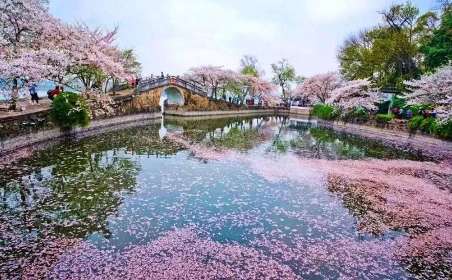 樱花谷.jpg 樱花谷.jpg