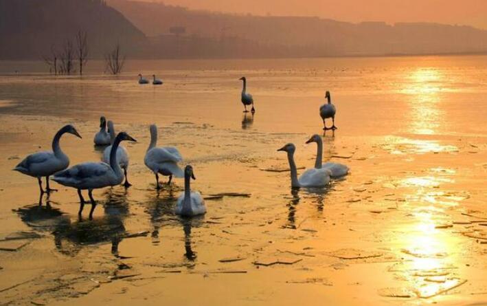 游天鹅湖.jpg 游天鹅湖.jpg