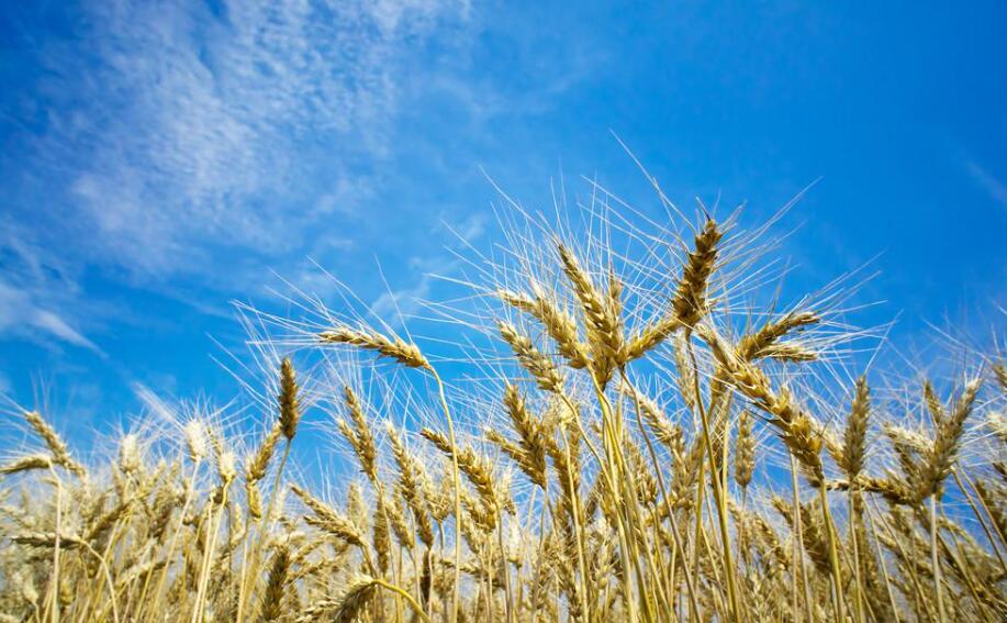 夏天的小麦.jpg