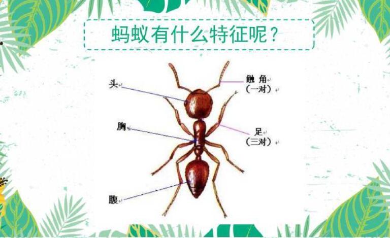 神奇的蚂蚁.jpg