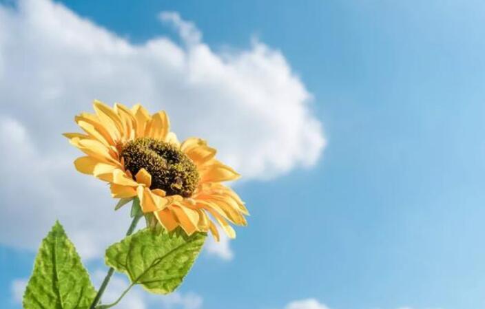 你的微笑是一盏阳光.jpg 你的微笑是一盏阳光.jpg