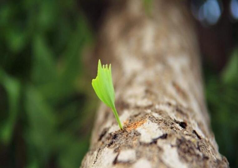 生命的力量.jpg 生命的力量.jpg