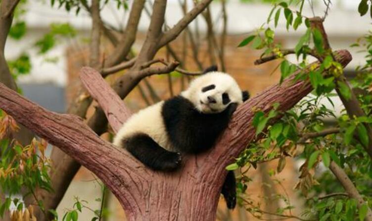 国宝大熊猫.jpg 国宝大熊猫.jpg