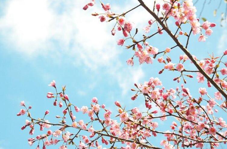 我爱樱花.jpg 我爱樱花.jpg