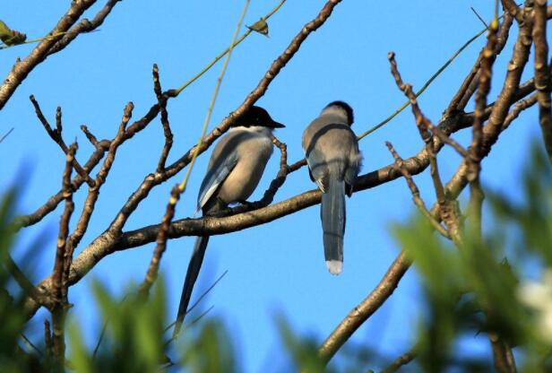 鸟儿与树.jpg 鸟儿与树.jpg