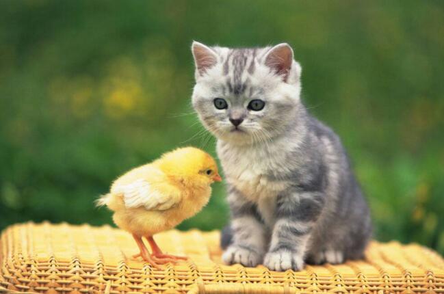 我的动物朋友小猫.jpg 我的动物朋友小猫.jpg