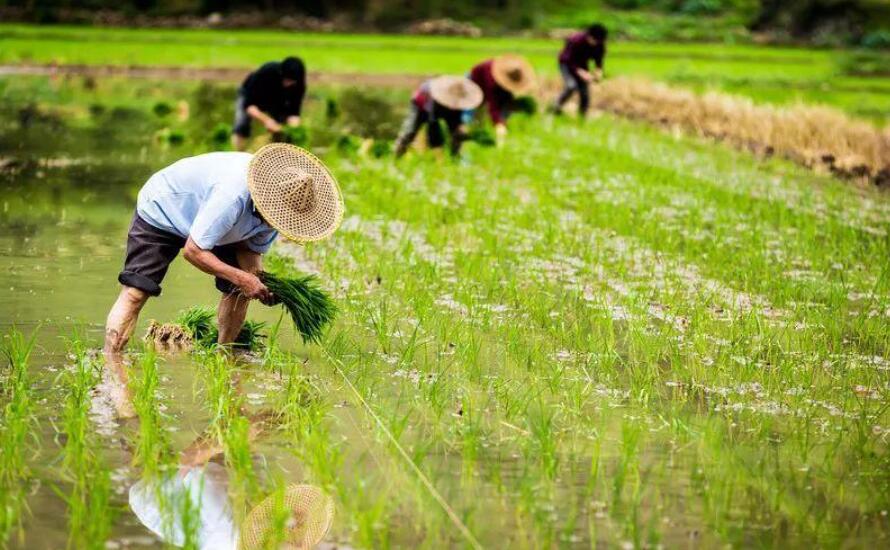 感恩农民伯伯.jpg 感恩农民伯伯.jpg