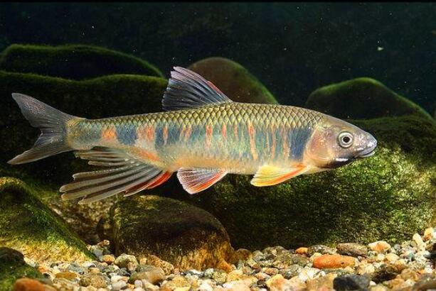 我想变成小鱼.jpg 我想变成小鱼.jpg