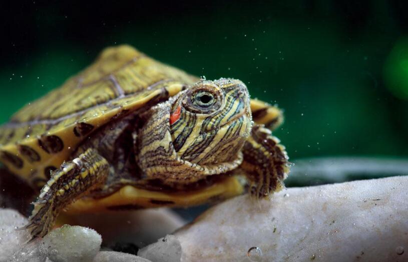 世上的生物,没有比龟更可爱的了.jpg 世上的生物,没有比龟更可爱的了.jpg