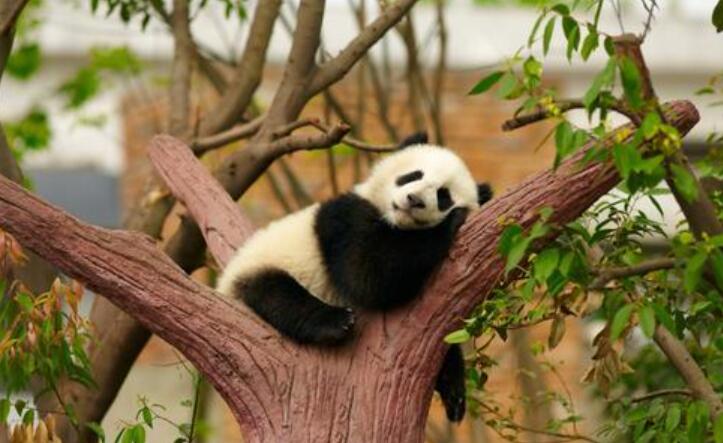 国宝大熊猫.jpg 国宝大熊猫.jpg