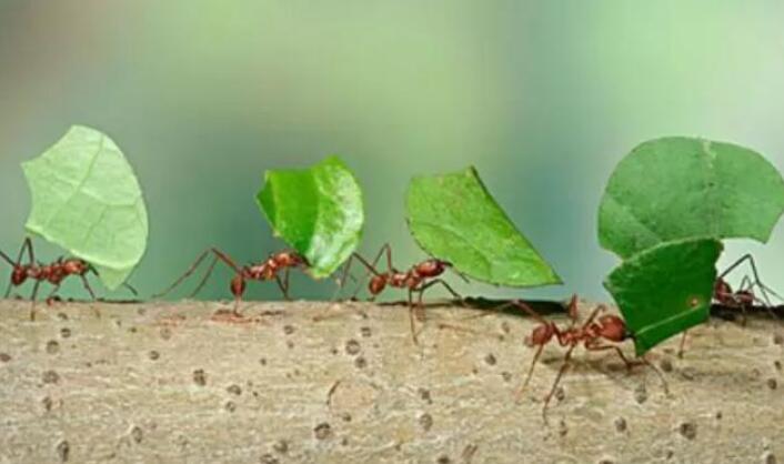 我变成了蚂蚁.jpg 我变成了蚂蚁.jpg